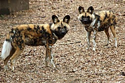 Image of an African Wild Dog