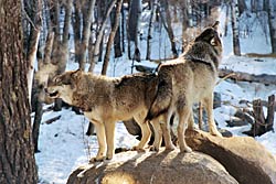 Image of Great Plains Wolves